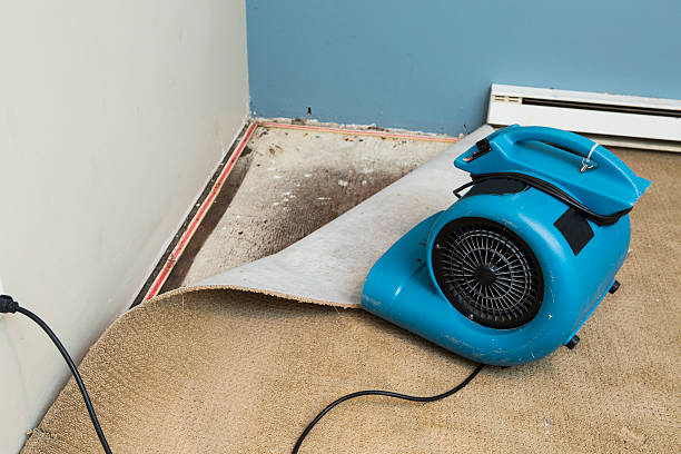 Best Carpet water damage restoration  in St Matthews, KY